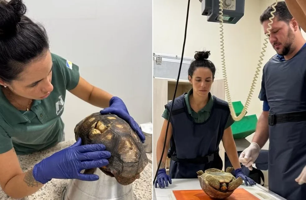 Após sete meses de cuidados, jabuti encontrado sob piso de casa retorna à natureza