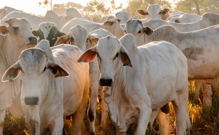 Rebanho bovino do Tocantins é o sexto que mais cresceu no Brasil