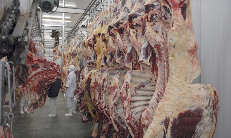 Tocantins ultrapassa 11 milhões de cabeças e avança no mercado global