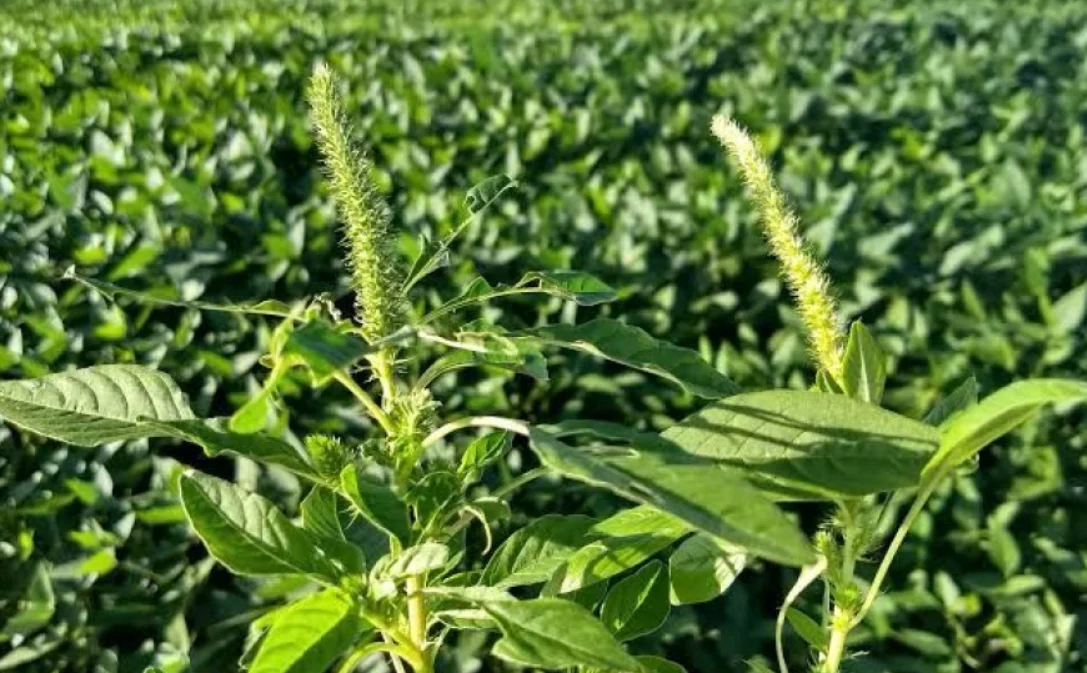 Adapec reforça prevenção e alerta produtores para praga que afeta a produção de grãos