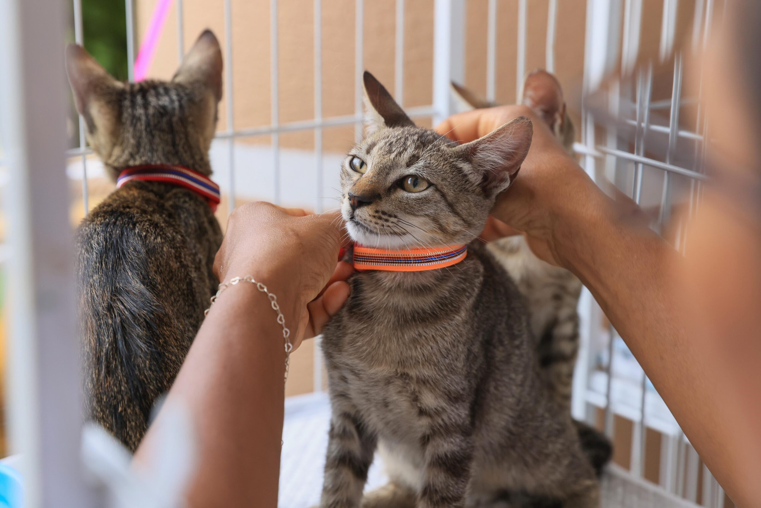 Prefeitura de Palmas realiza evento de adoção de pets neste sábado, 25, no Capim Dourado Shopping