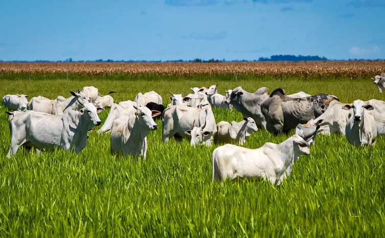 Agronegócio responde por 99% das exportações do Tocantins e consolida estado como referência produtiva na Região Norte