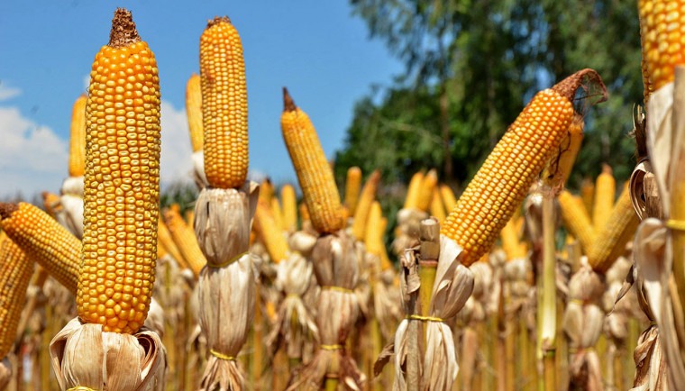 Soja, milho, sorgo e feijão puxam crescimento da produção agrícola no Tocantins em 2026