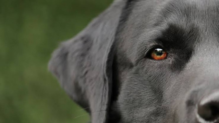 Mortes de cães e estrutura precária levam Ministério Público a investigar canil da PM do Tocantins