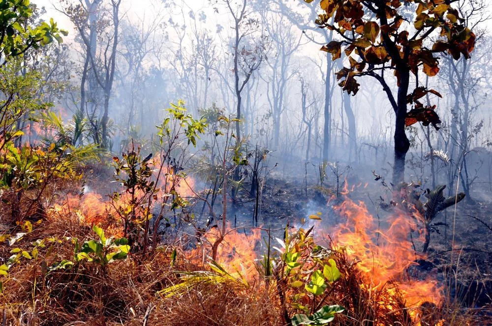 Ibama notifica propriedades do Tocantins e do MATOPIBA para adoção de medidas contra incêndios florestais
