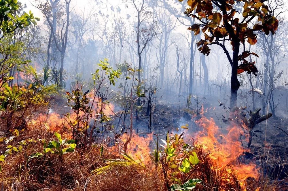 Ibama notifica 699 imóveis rurais no Tocantins para prevenção de incêndios; multas podem chegar a R$ 10 milhões
