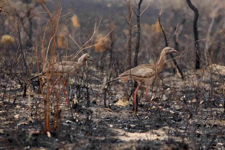 Com El Niño, Tocantins define áreas prioritárias para prevenção de incêndios florestais