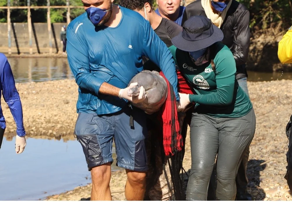 Seca no rio Urubu deixa botos-do-Araguaia presos em poças e dois precisam ser resgatados